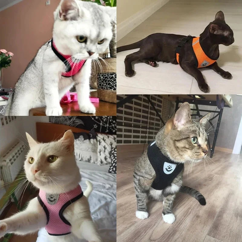 Laisse de dressage en plomb, Laisse de contrôle avec poids, Laisse pour chiens